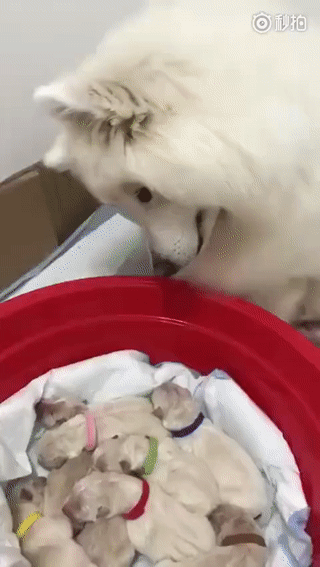 31ae2a9055f2f8124fffd859470378b1_273238_1552240610