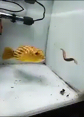 рыба-проглот