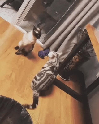 tmp_cleverpub_ced35857108c43f8734caaf8bcdda879