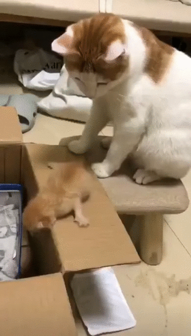 Кошак
