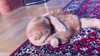 35775102418742_1_(16)