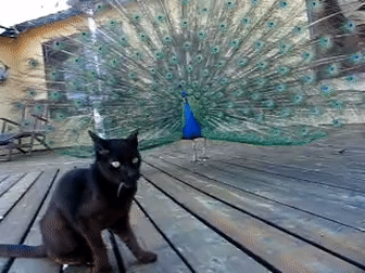 2019-06-12-13-15-43