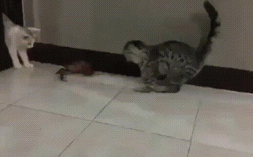 kote