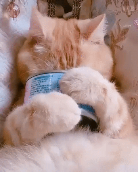 котэээ