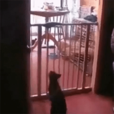 кот и преграда