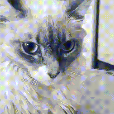 WhatsApp_Video_2019-06-30_at_08.46.34