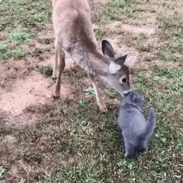 ezgif-2-139846c9b2ad