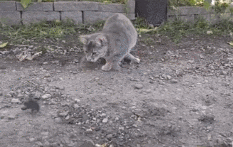 Охотница