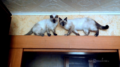 05da398ac510f262edf98867475b189f_160719_1564754008