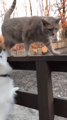 U_kota_byla_cobaka_On_eyo_lyubil_33___128570