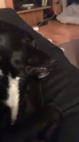 1549603994223879541_270x480