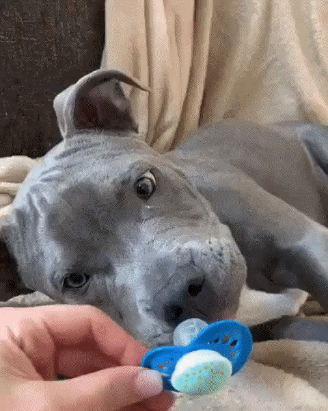 ezgif-2-042cdbcaedd8