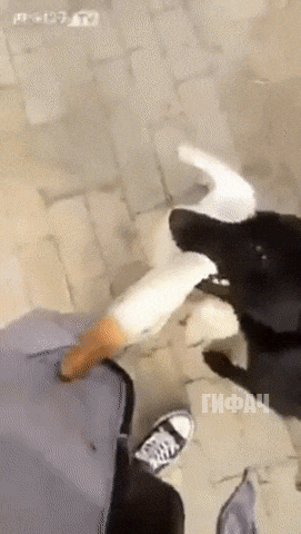 Spasaet_khozyaina_ot_zlobnogo_gusya