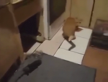 Крыса гоняет кота