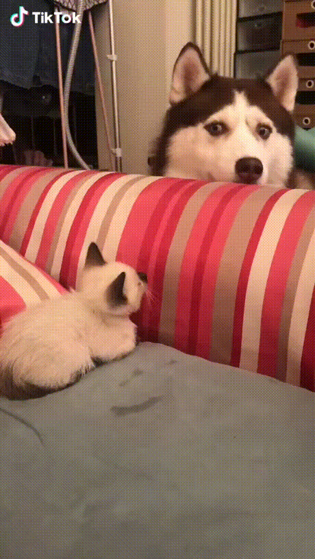 vk_com_animal_gif_2019_01180