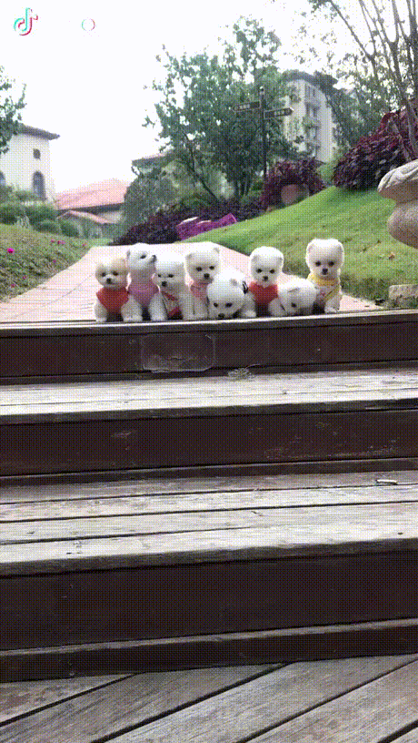 vk_com_animal_gif_2019_01163