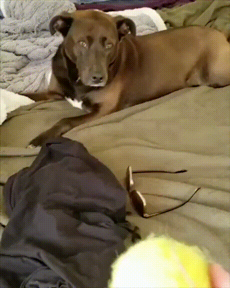 vk_com_animal_gif_2019_01187