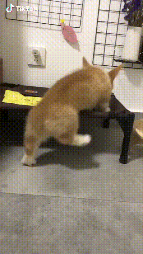 vk_com_animal_gif_2019_01208