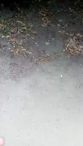 vk_com_animal_gif_2019_01232