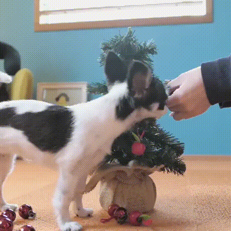 vk_com_animal_gif_2019_01246