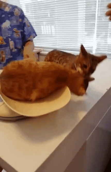 ezgif-2-0584b18b2372