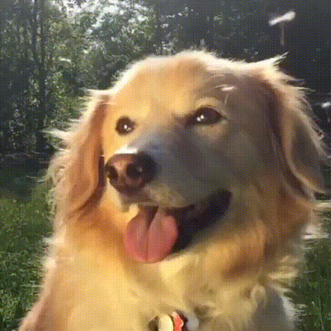 gifs_172