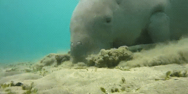 ezgifcom-crop-1567533692