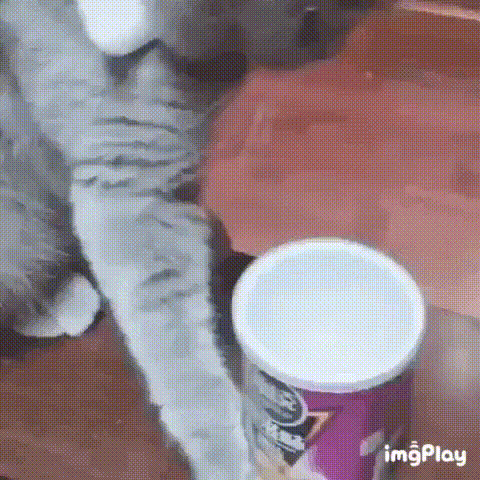 -котэ-шкура-5425671