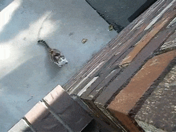 https__vk_com_gif_animals (1)