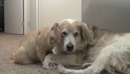 https__vk_com_gif_animals (2)