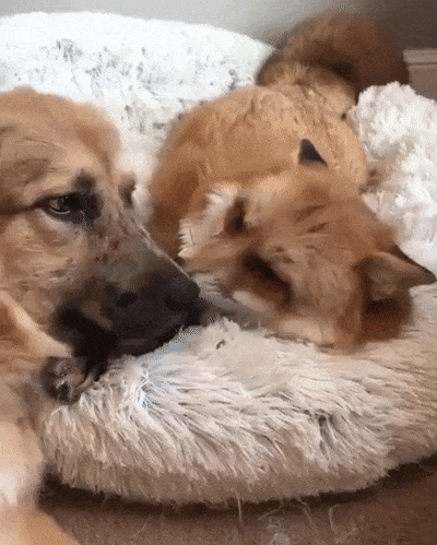 77d410756658f8cf57d9e13e93af7471_237580_1529656994