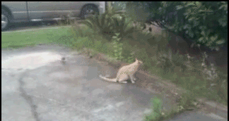 Bird_provokes_cat