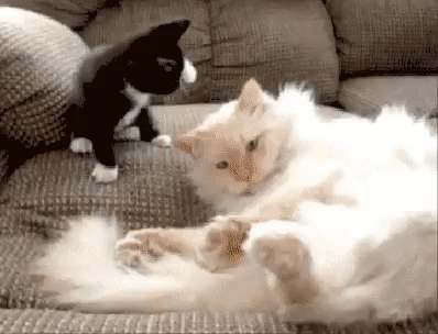 707630dd70193264026724757b40bd2d_273238_1500358096