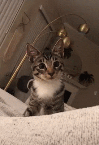 ezgif-3-fb0b9e73e452