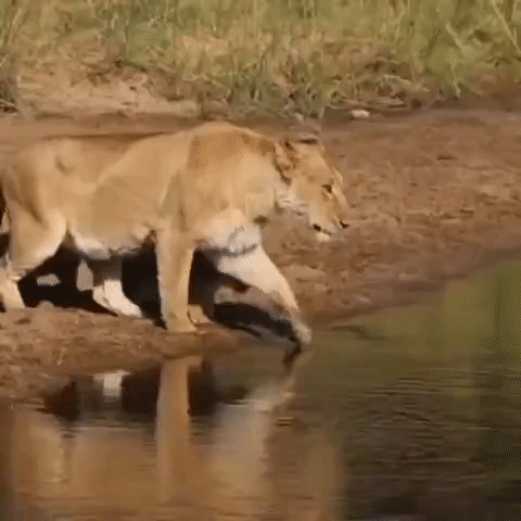 ezgif-2-ea61a36516c9