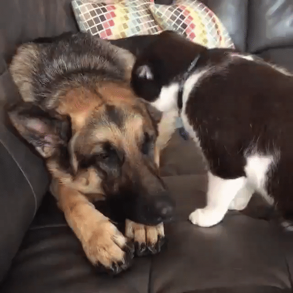 ezgif-2-1875986ed0d3