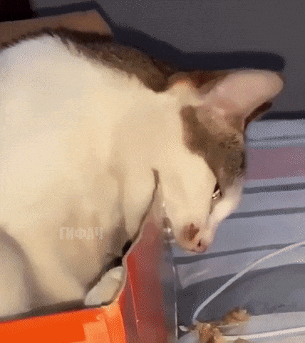 ezgif_com-optimize_3