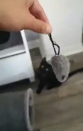 ezgif-3-496f6ca9bd75