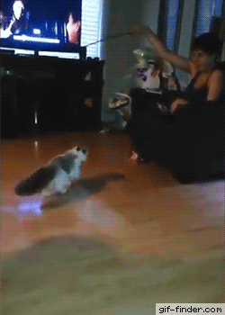 vk_com_gifnation (1)