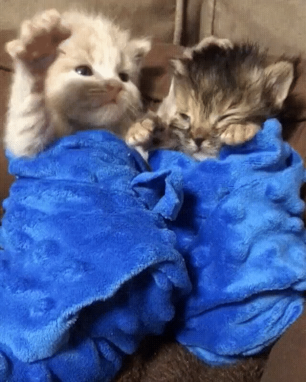 ezgif-2-ddd9e70308f3