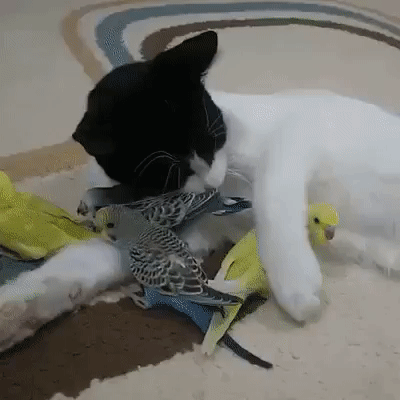 156cd6467141943439487298c8613adc_391924_1569722726