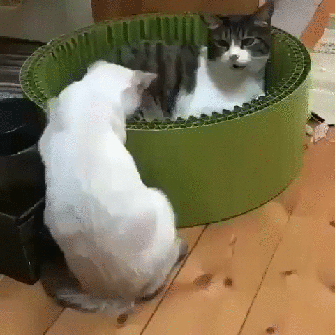 gifki-kote-boy-5481270