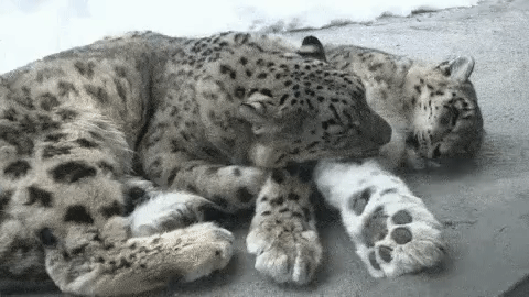 0952dca68c1d3bfe58b7c654fb292c63_273238_1500997591