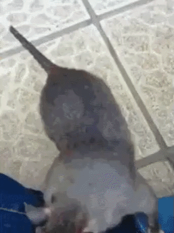 6558f0562507e2696da390f818e3dce2_273238_1501272068