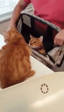 4bd1322c9f715edf7cc828390eb14372_273238_1501272548