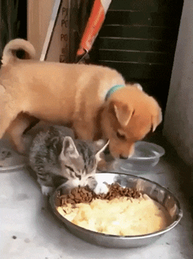 64238468337979_mos_25a