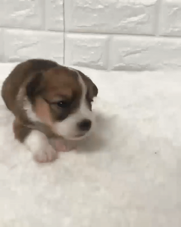 ezgif-3-2bf1a7246784