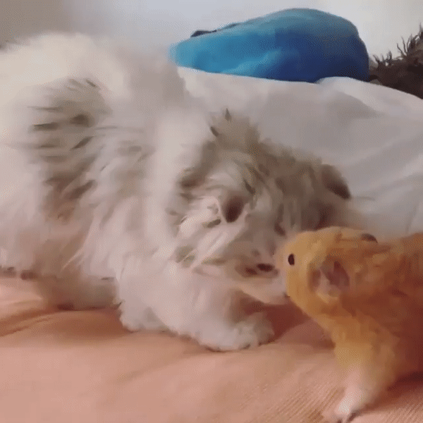 ezgif-3-fbc63aacac28