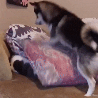 gif-кот-собака-будильник-4280777