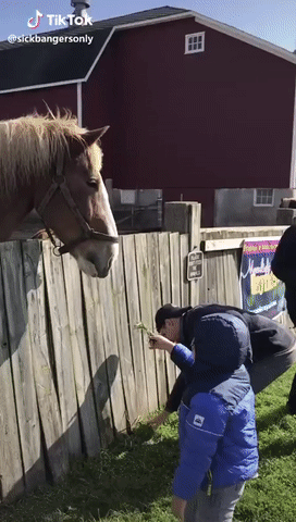 -ребенок-лошадь-5498978